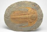 Cambrian Trilobite (Acadoparadoxides) - Tinjdad, Morocco #206625-1